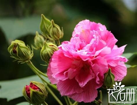 家裡種芙蓉|盆栽芙蓉花的種植方法，掌握6個步驟可花開最美